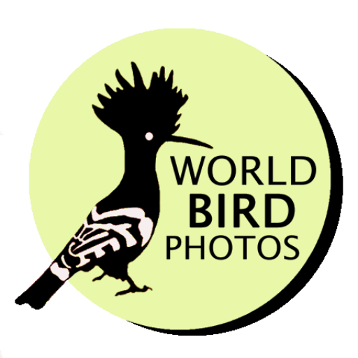 World Bird Photos