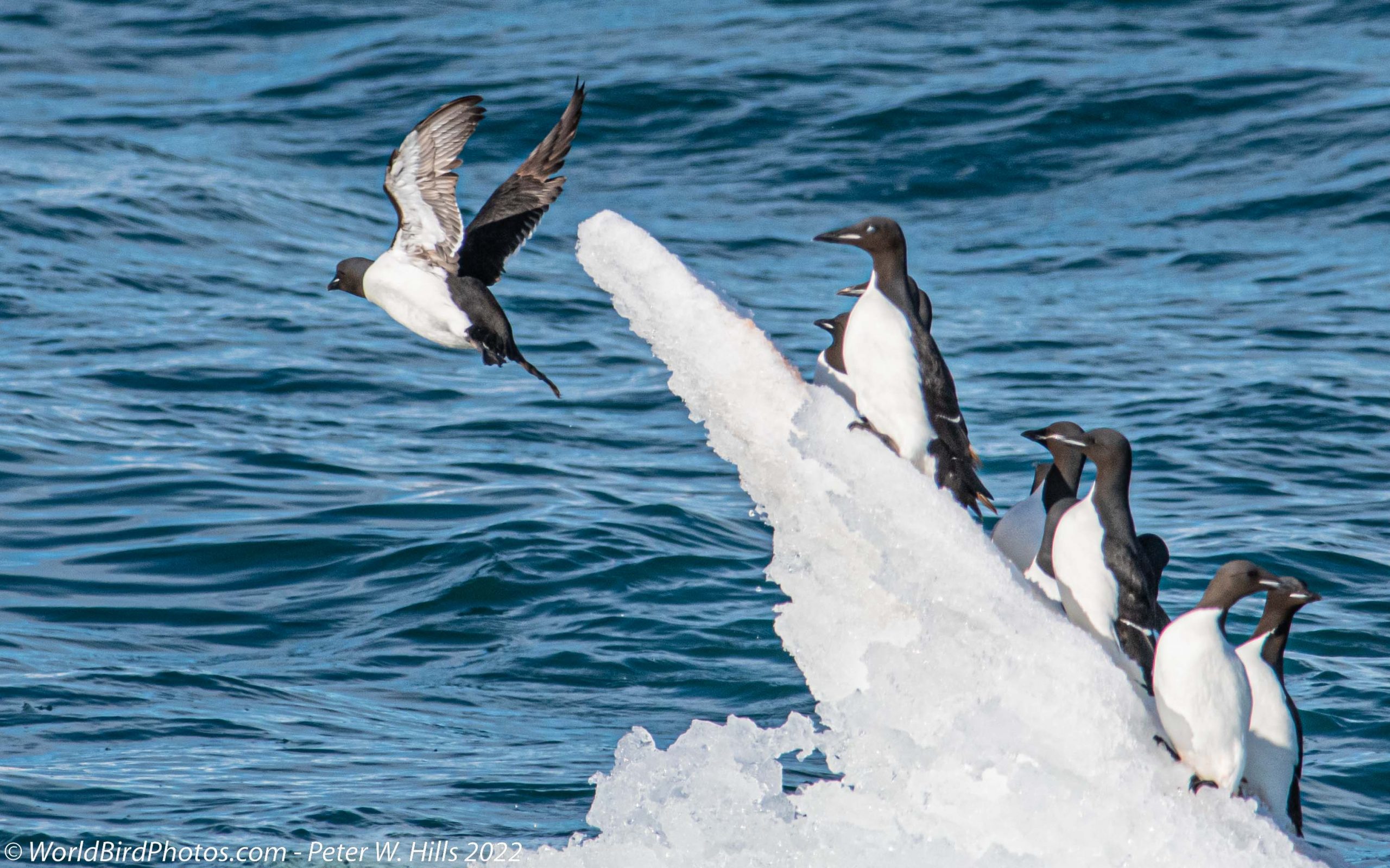 Murre Thick-billed (Uria lomvia) adults flying from Iceberg – Arctic, Norway