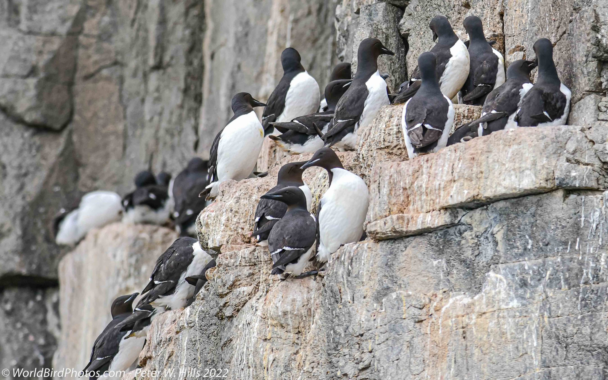Murre Thick-billed (Uria lomvia) cliff breeding colony – Arctic, Norway