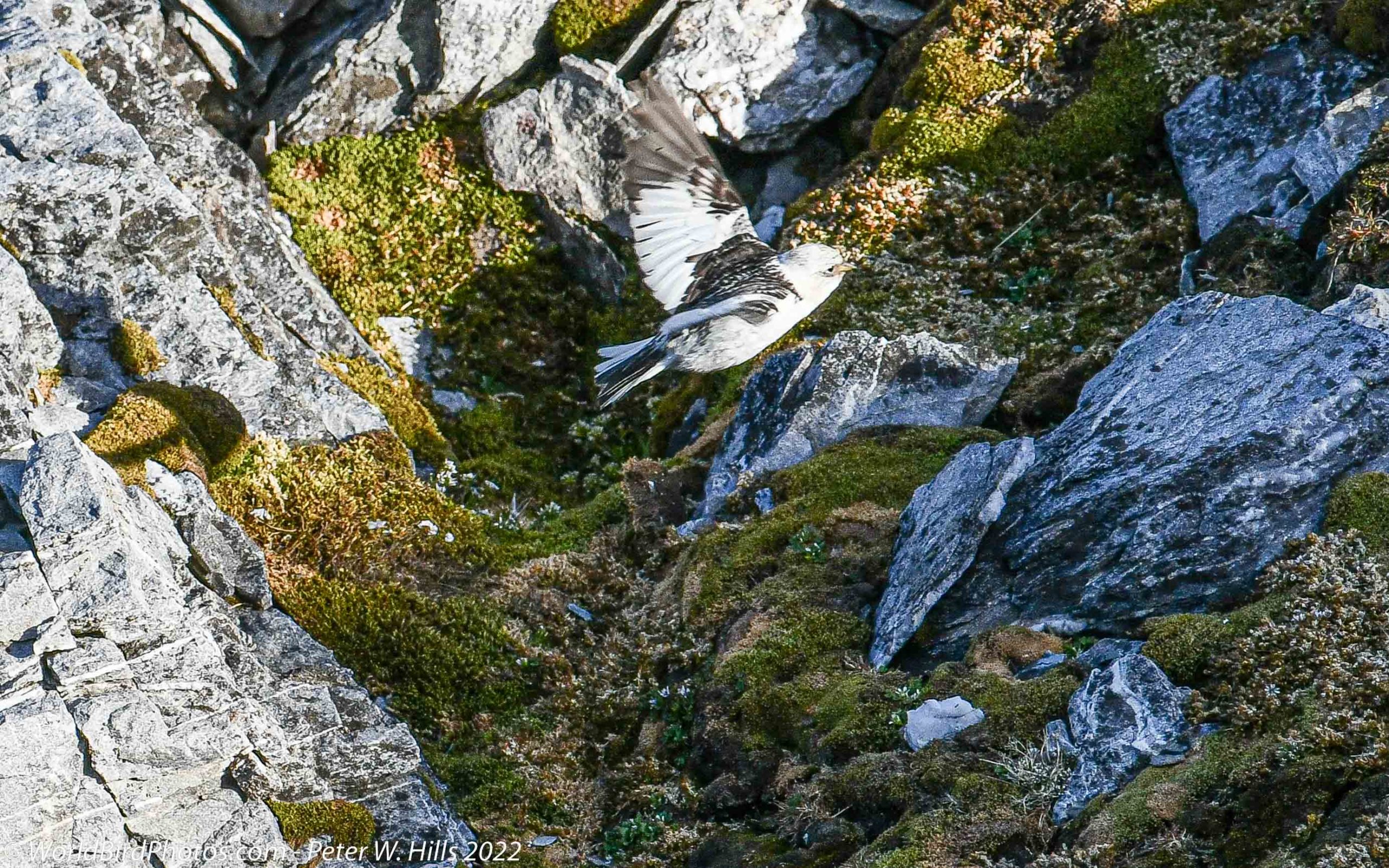 Bunting Snow (Plectrophenax nivalis) male summer in flight – Arctic, Norway
