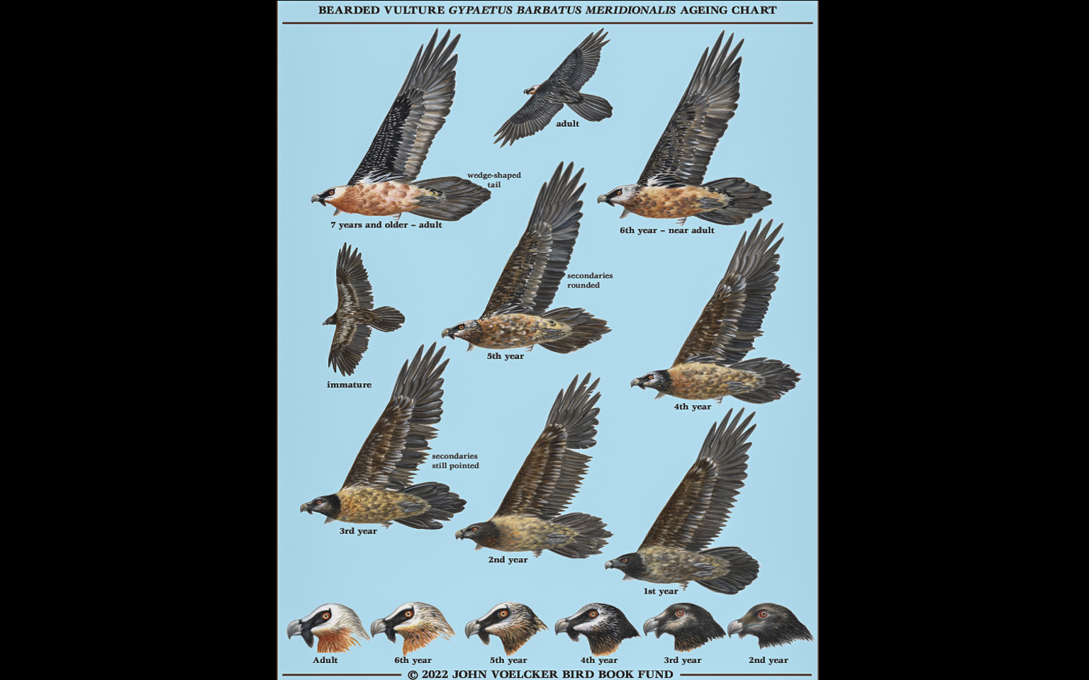 Vulture Bearded (Gypaetus barbatus) – Robert’s Ageing Chart Published 31Aug22