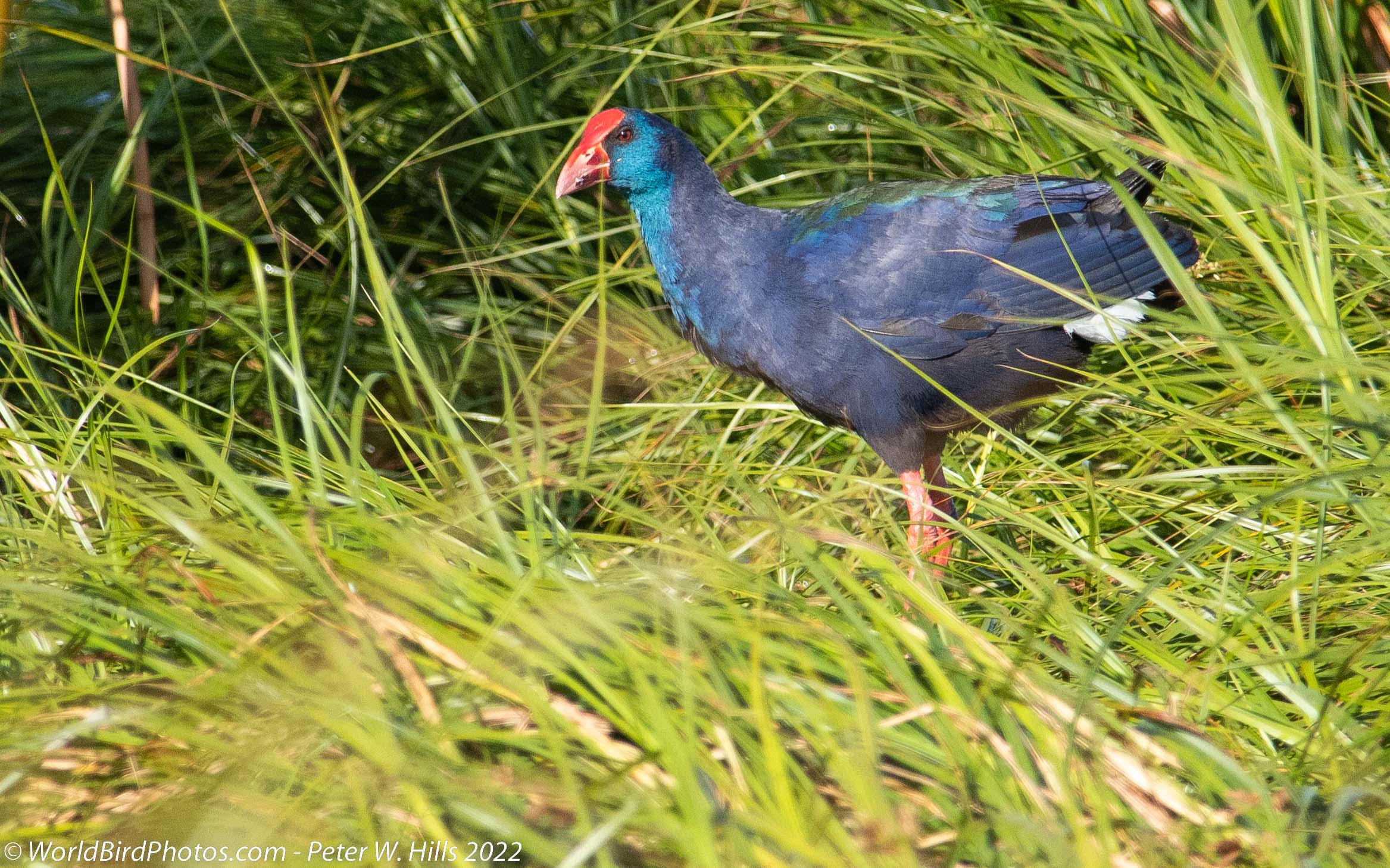 Swamphen African (Porphyrio madagascariensis) adult – Western Cape, South Africa