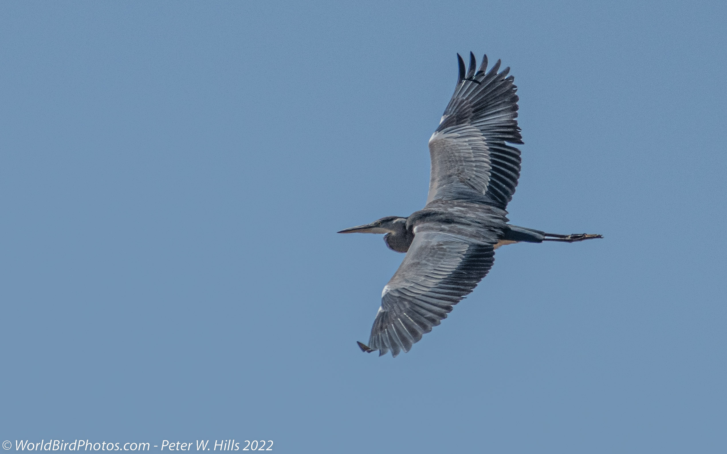 Heron Grey (Ardea cinerea) adult in flight – Morocco