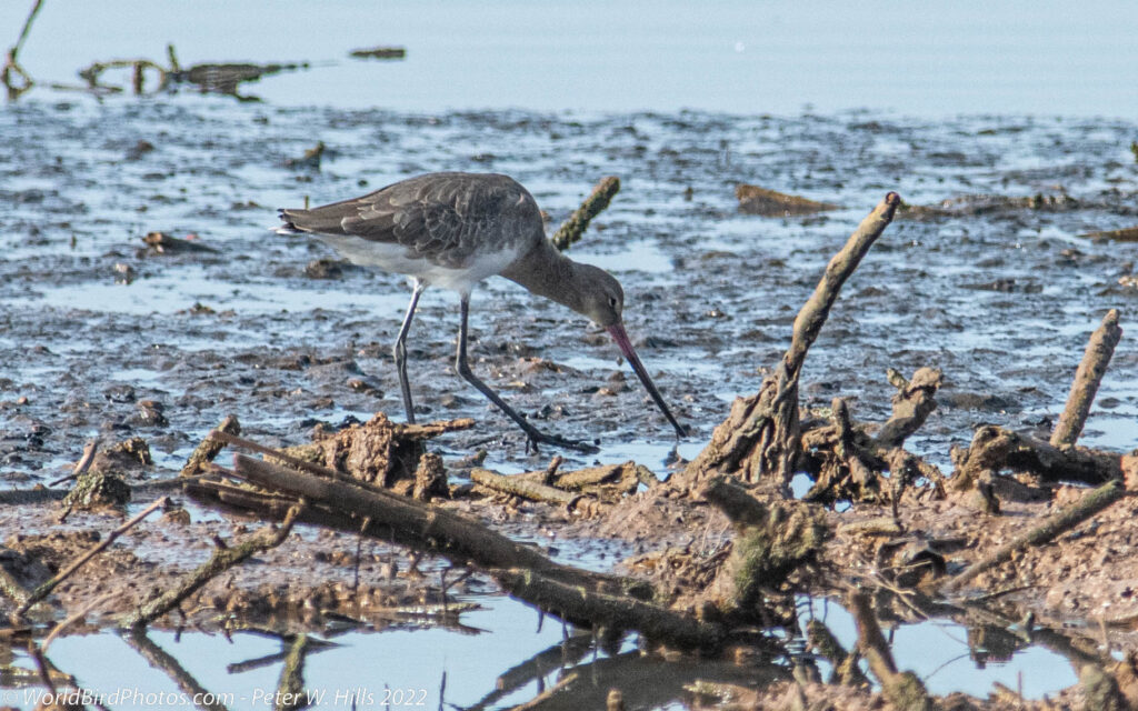 Godwit Archives - World Bird Photos