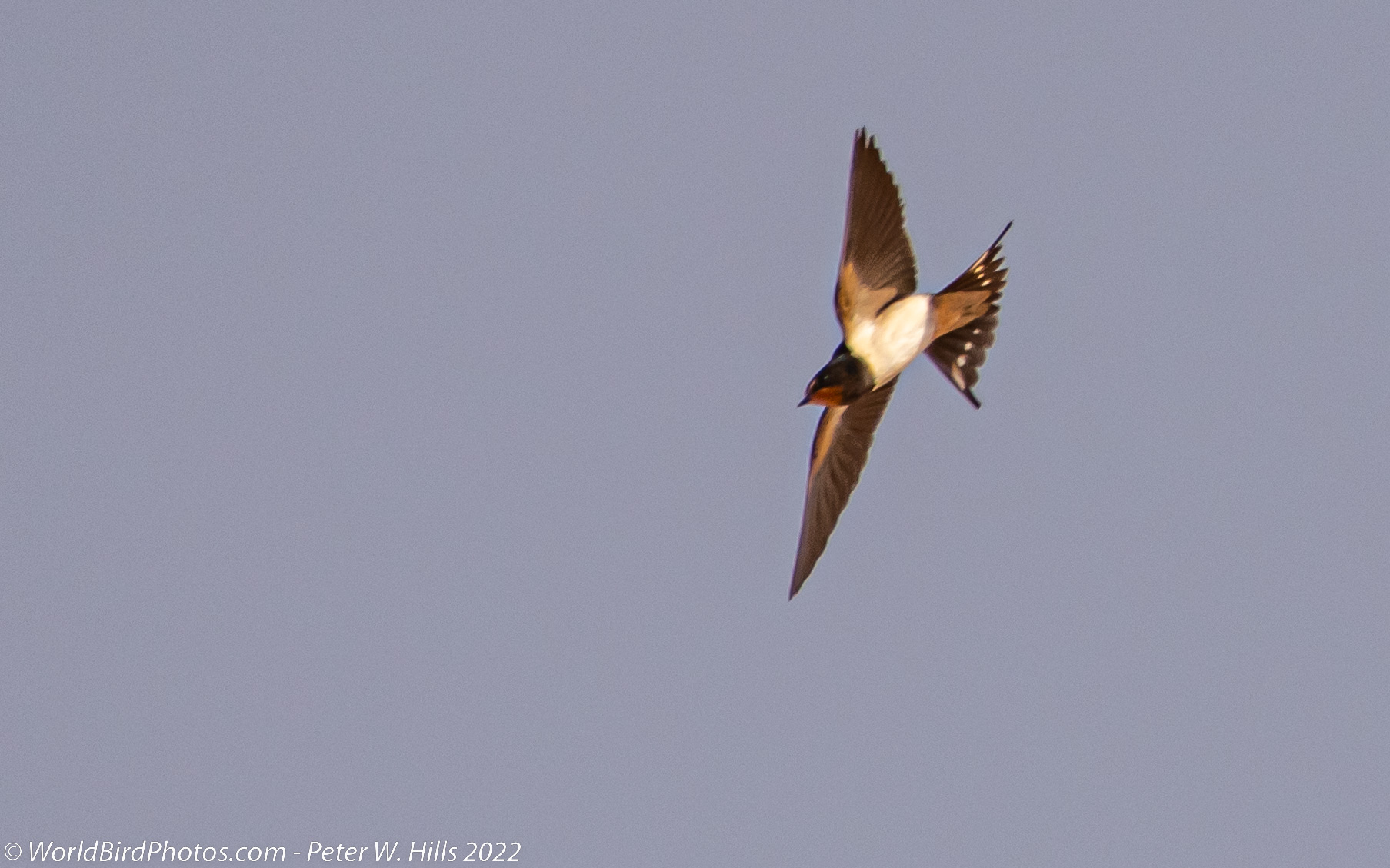 Swallow Barn (Hirundo rustica) in flight – Morocco