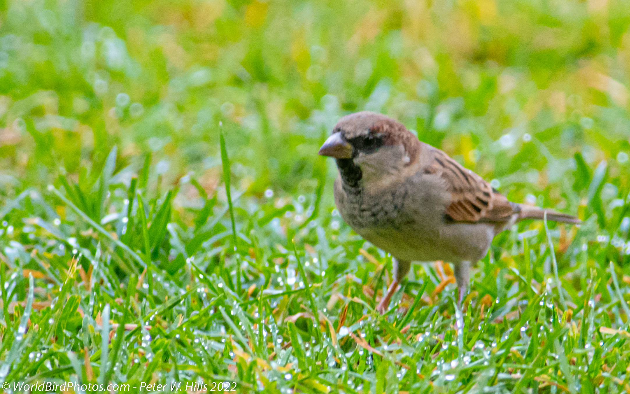 Sparrow House (Passer domesticus) male – Morocco