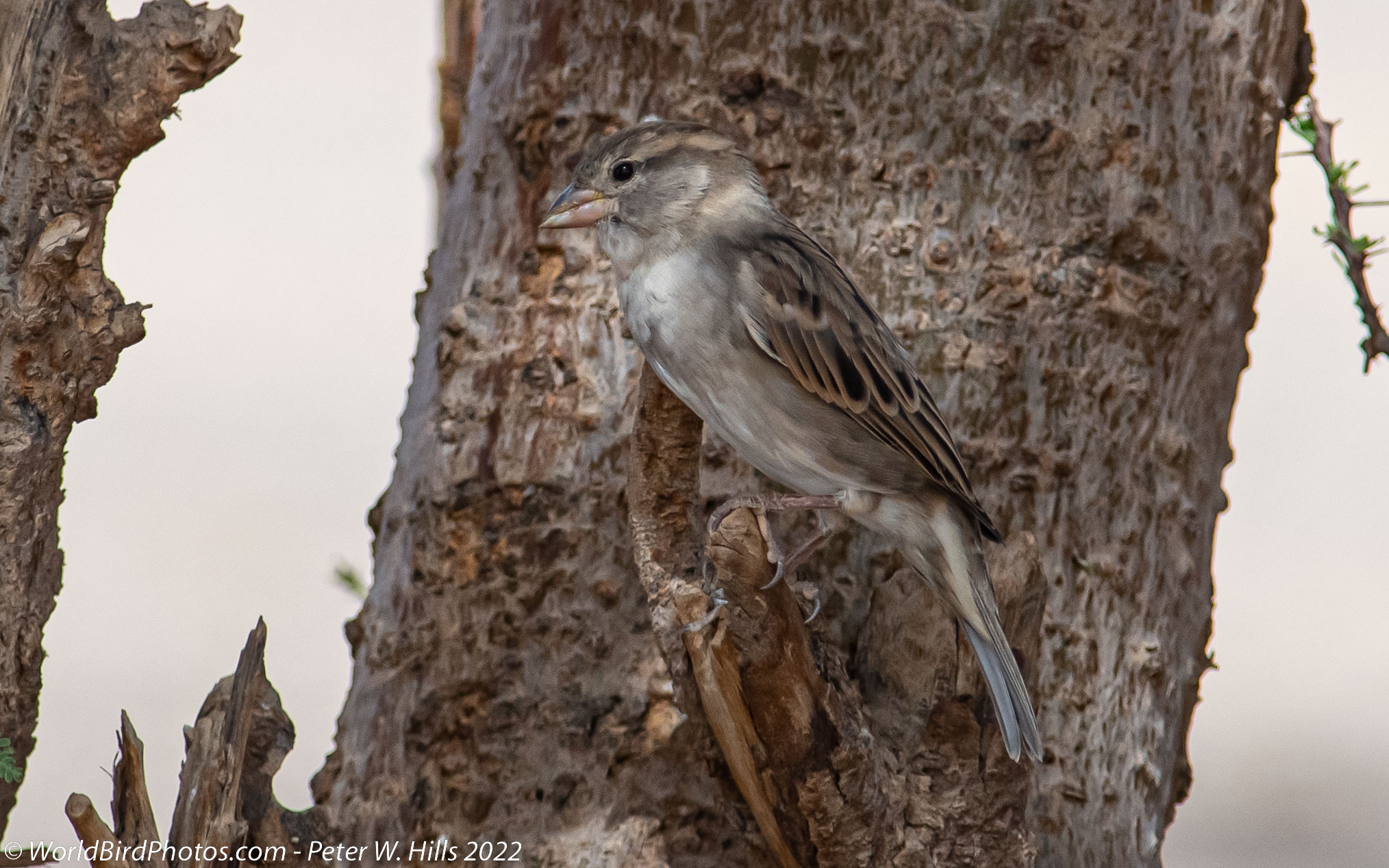Sparrow House (Passer domesticus) female – Morocco