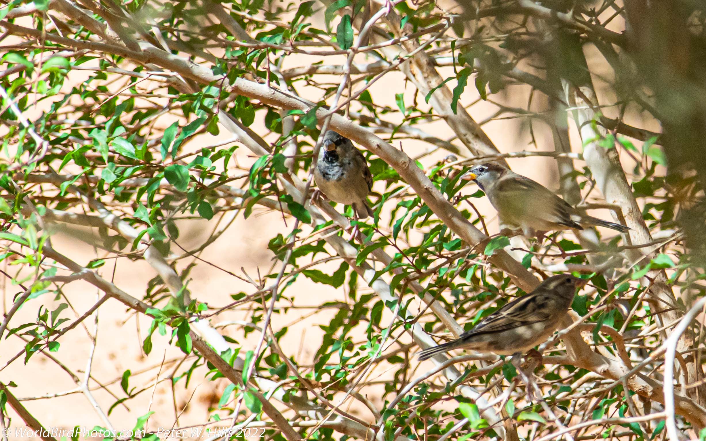 Sparrow House (Passer domesticus) male & female – Morocco