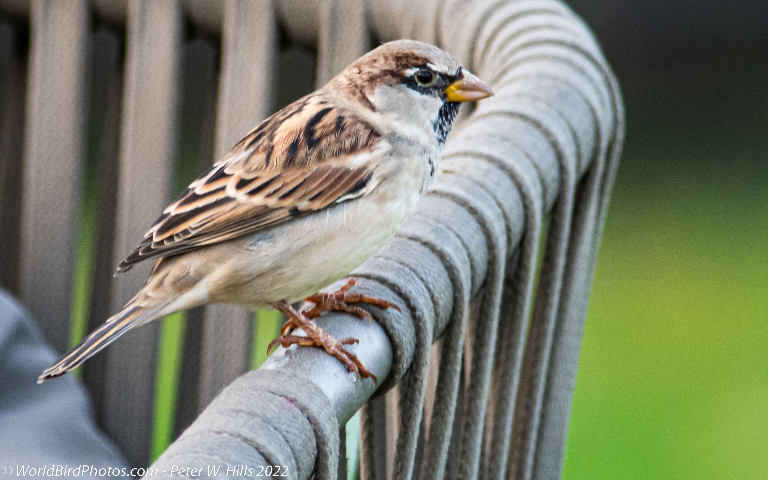 Sparrow House (Passer domesticus) male winter – Morocco