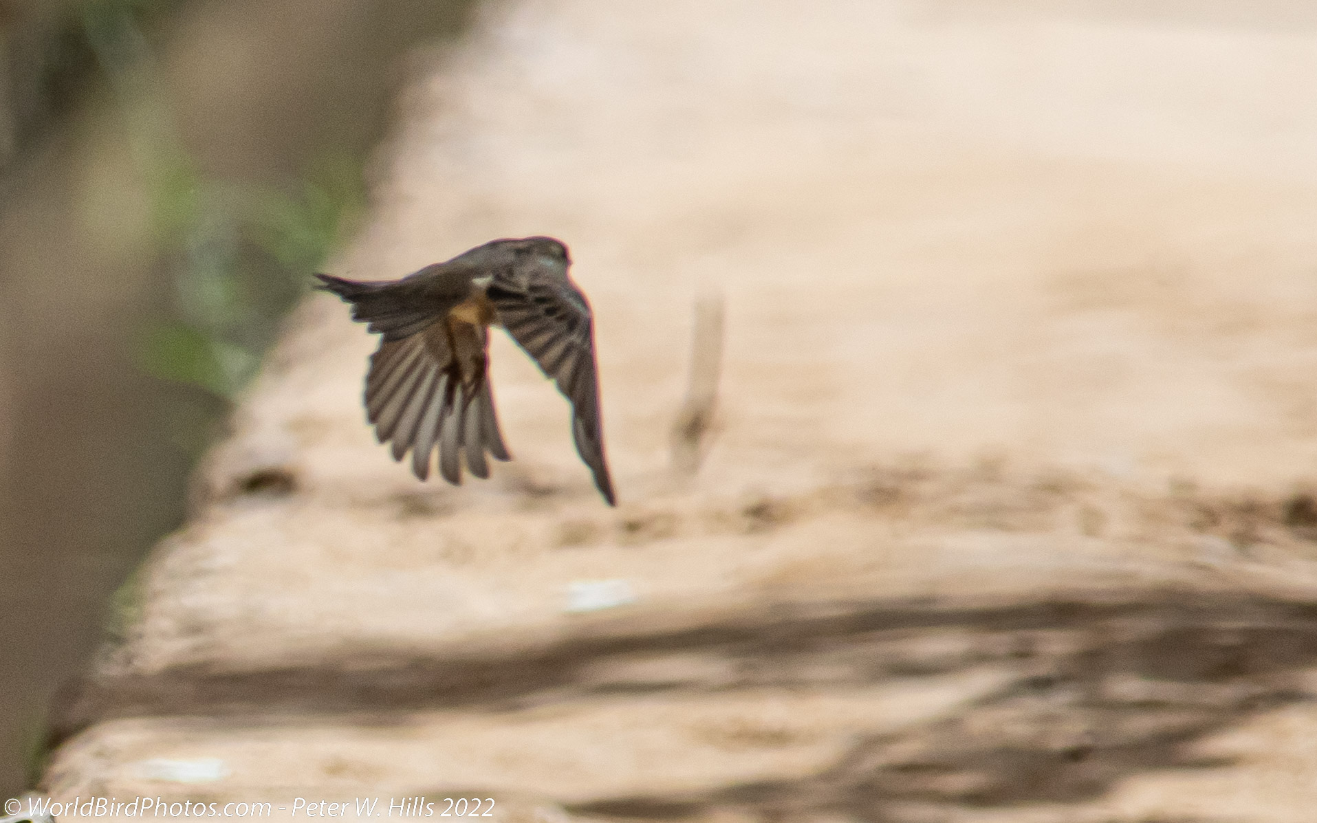 Sparrow Italian (Passer hispaniolensis) female in flight – Morocco