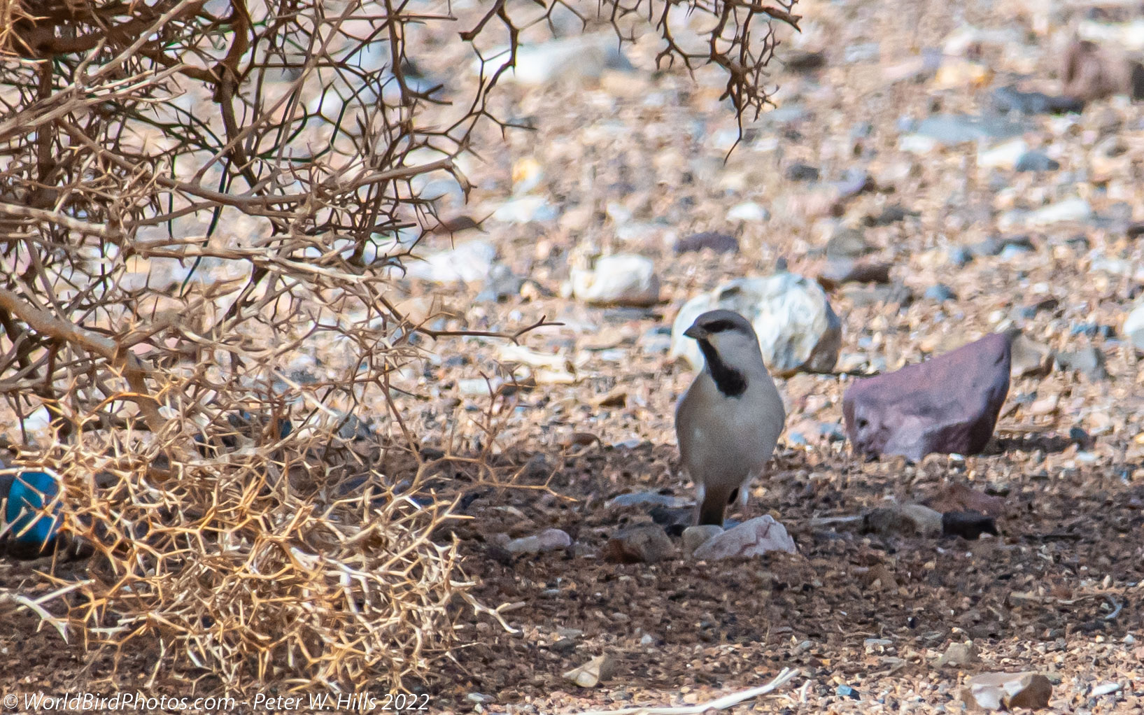 Sparrow Desert (Passer simplex) male – Morocco