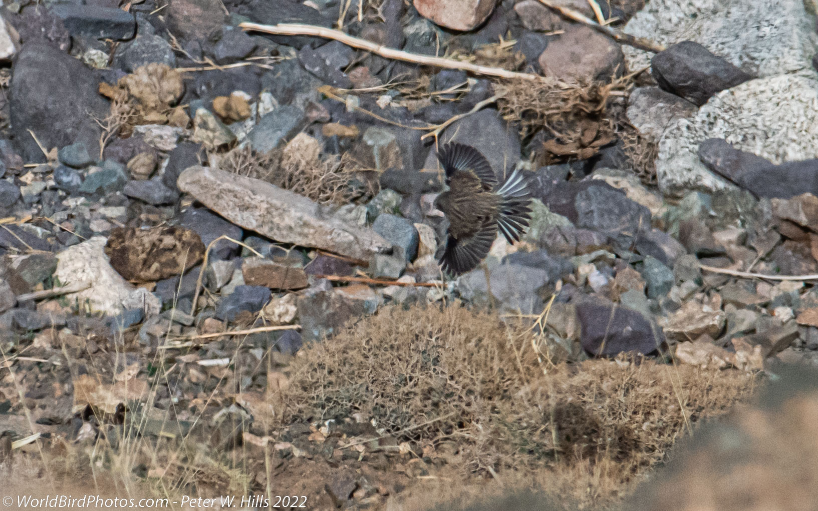 Linnet Common (Carduelis cannabina) male & female in flight – Morocco