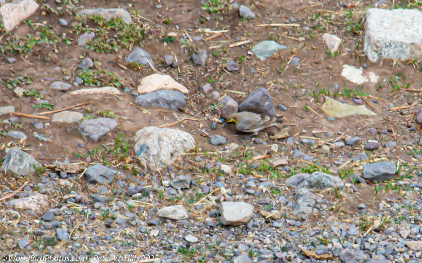 Serin European (Serinus serinus) male – Morocco
