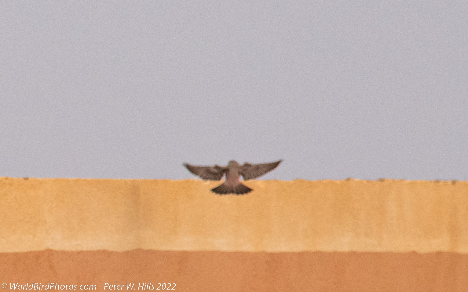 Finch Trumpeter (Bucanetes githagineus) in flight – Morocco