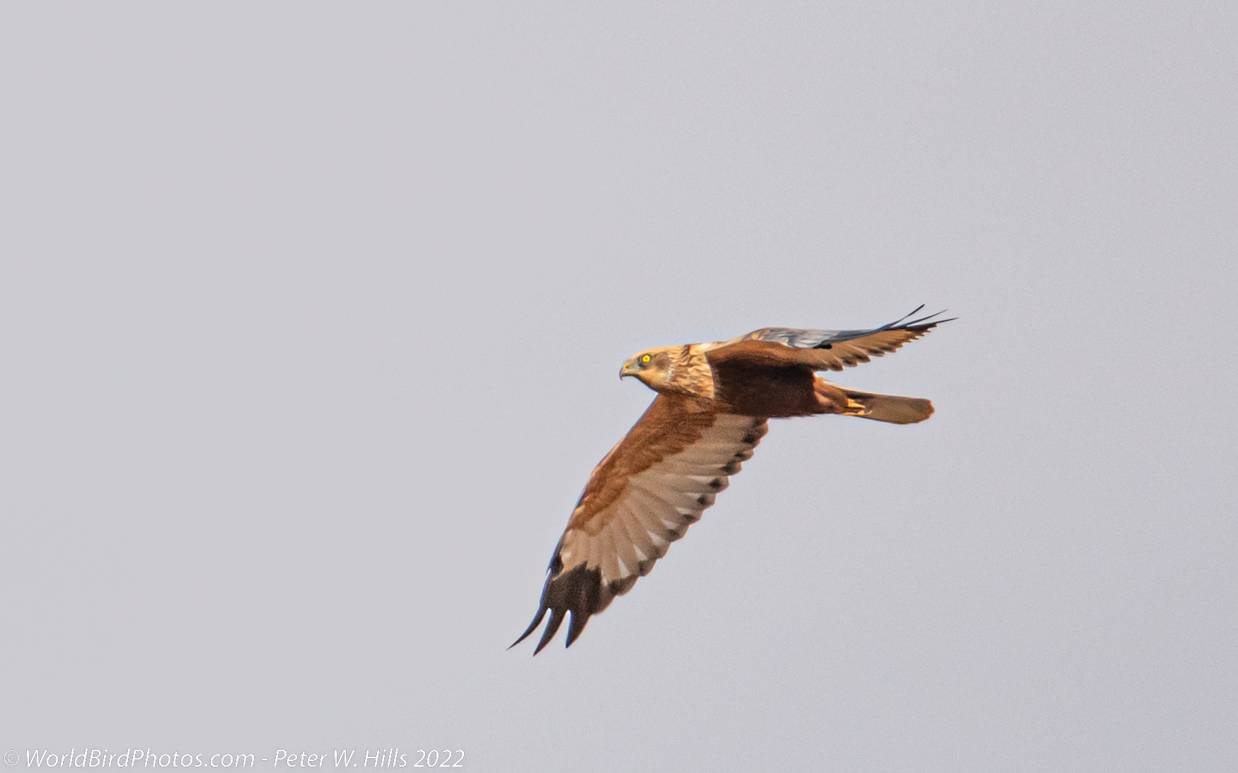 Harrier Western Marsh (Circus aeruginosus) imm male in flight – Morocco