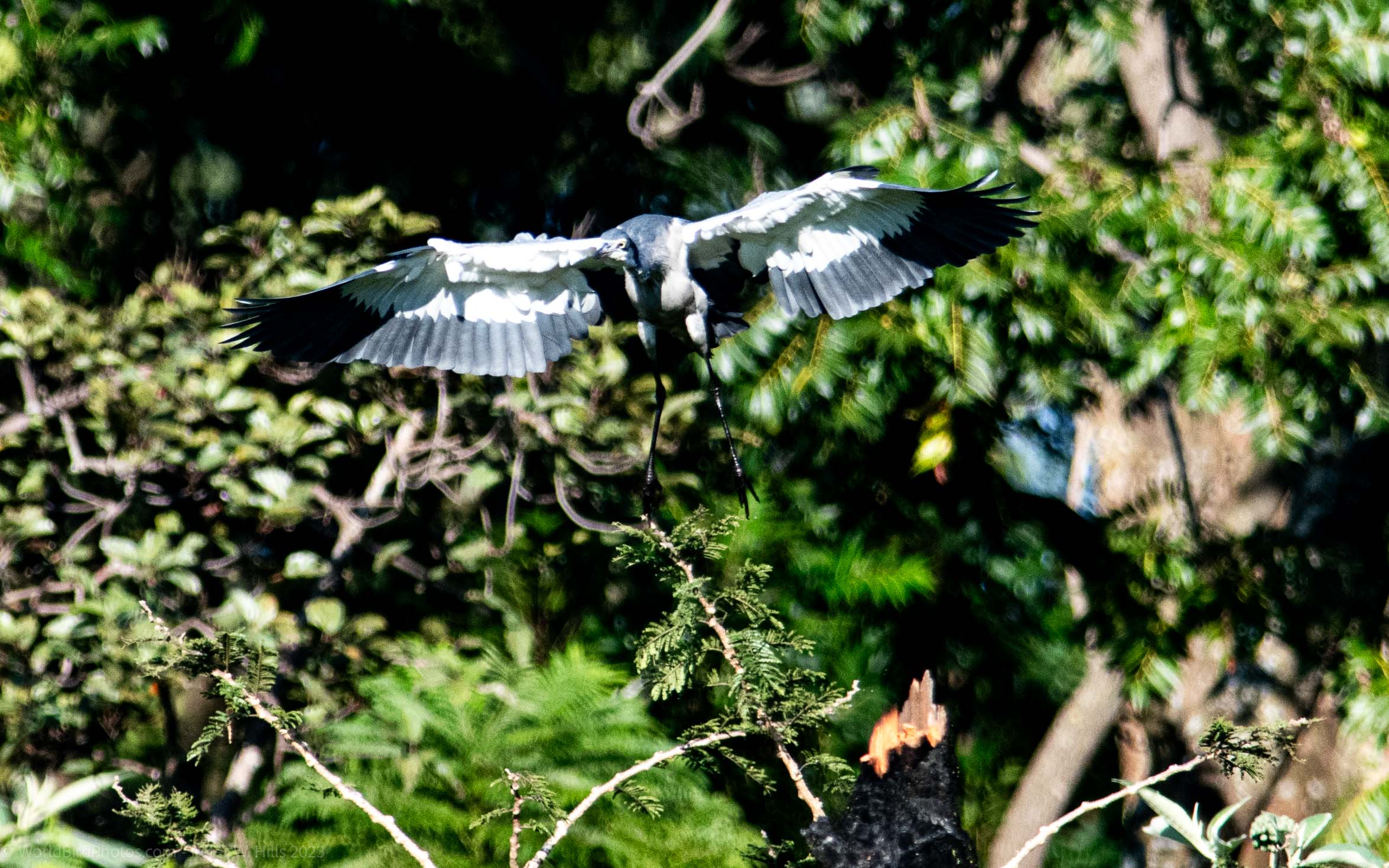 Heron Black-headed (Ardea melanocephala) taking off – Zimbabwe