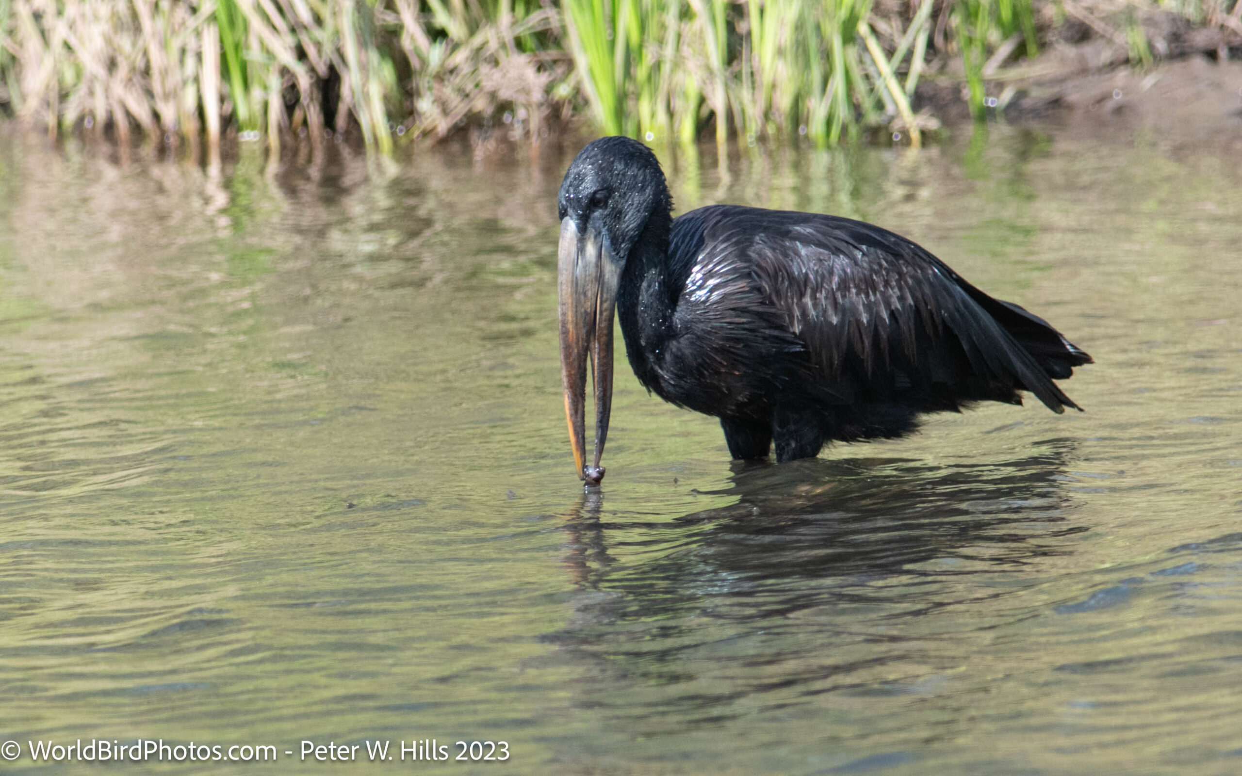 Openbill African (Anastomus lamelligerus) adult with snail – Zimbabwe