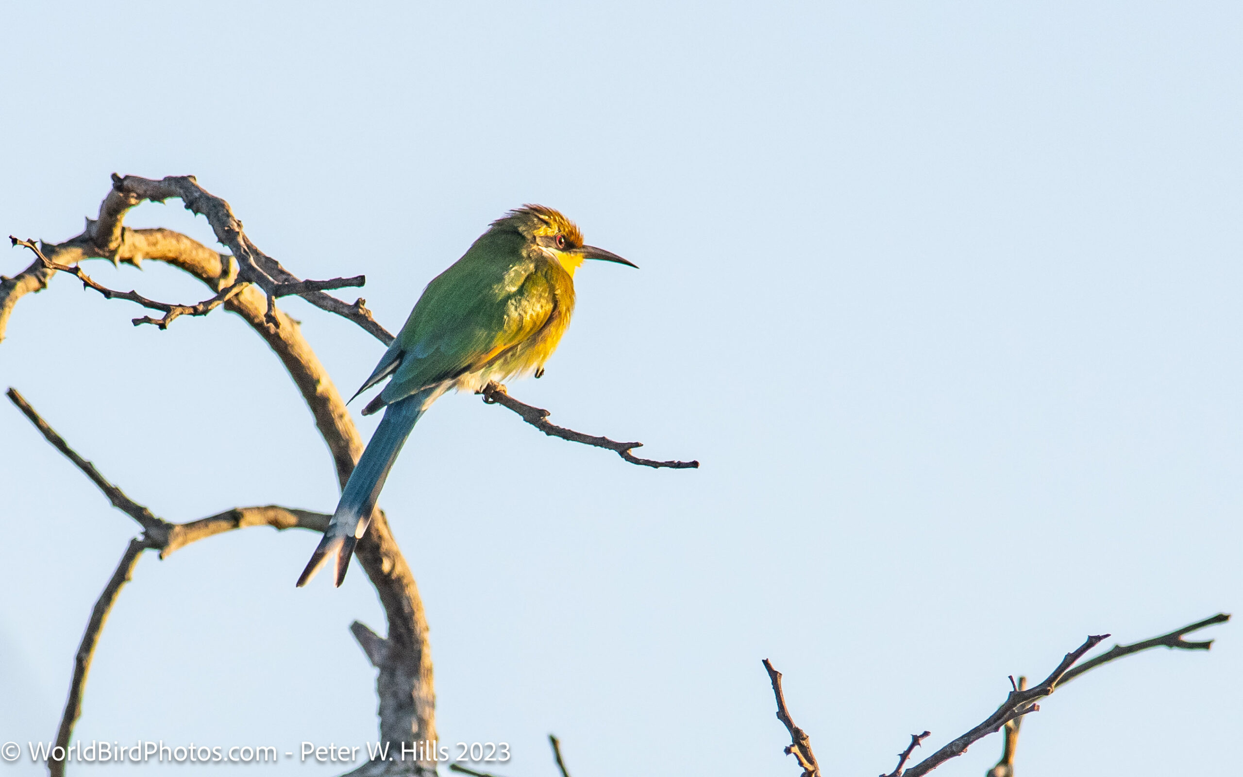 Bee-eater Swallow-tailed (Merops hirundineus) Southern Province, Zambia