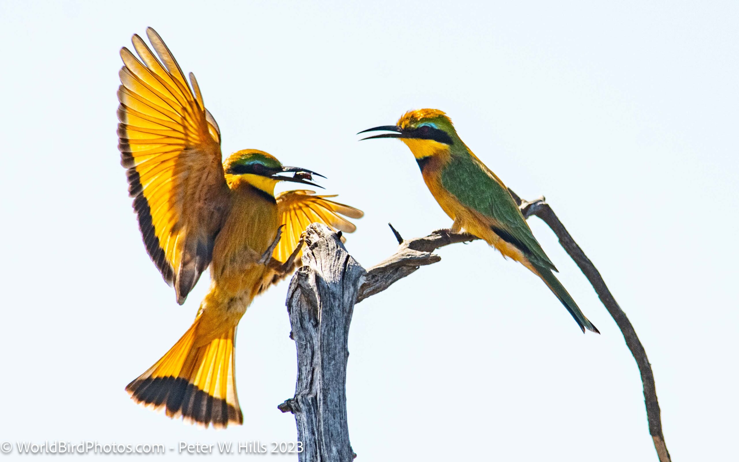 Bee-eater Little (Merops pusillus) pair – Zimbabwe