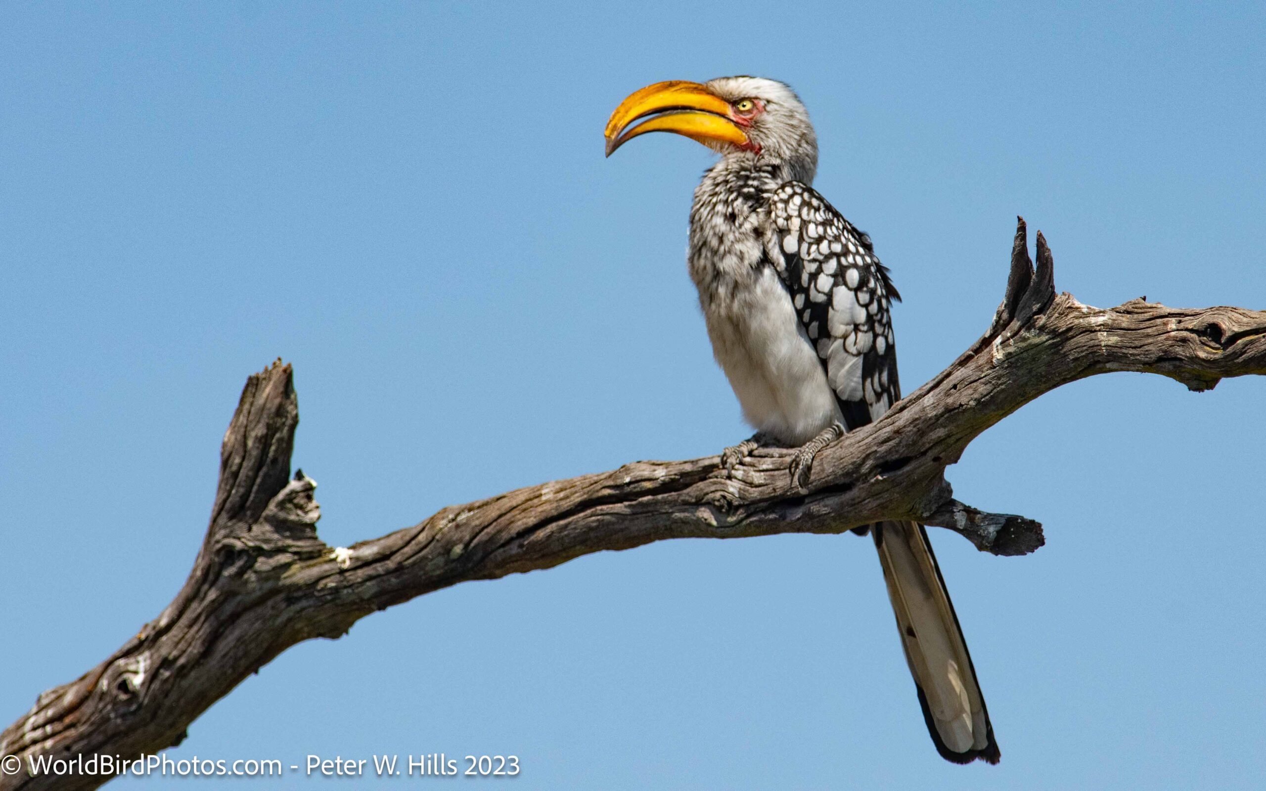 Hornbill Southern Yellow-billed (Tockus leucomelas) adult – Zimbabwe