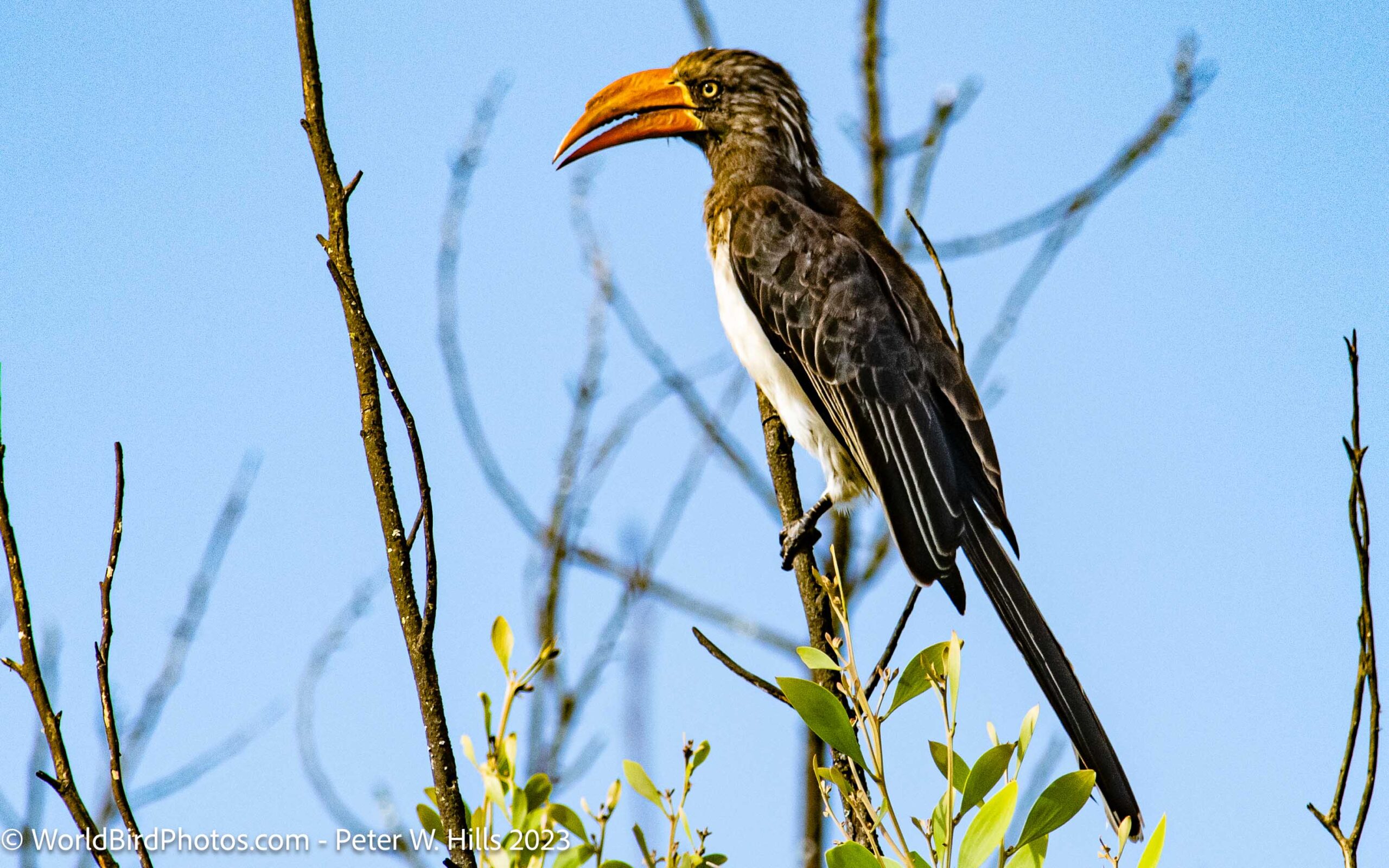 Hornbill Crowned (Tockus alboterminatus) male – Zimbabwe