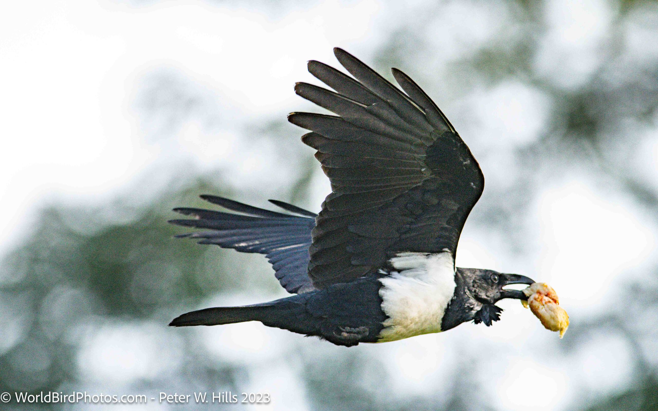 Crow Pied (Corvus albus) in flight – Copperbelt Prov. Zambia adult – Copperbelt Prov. Zambia