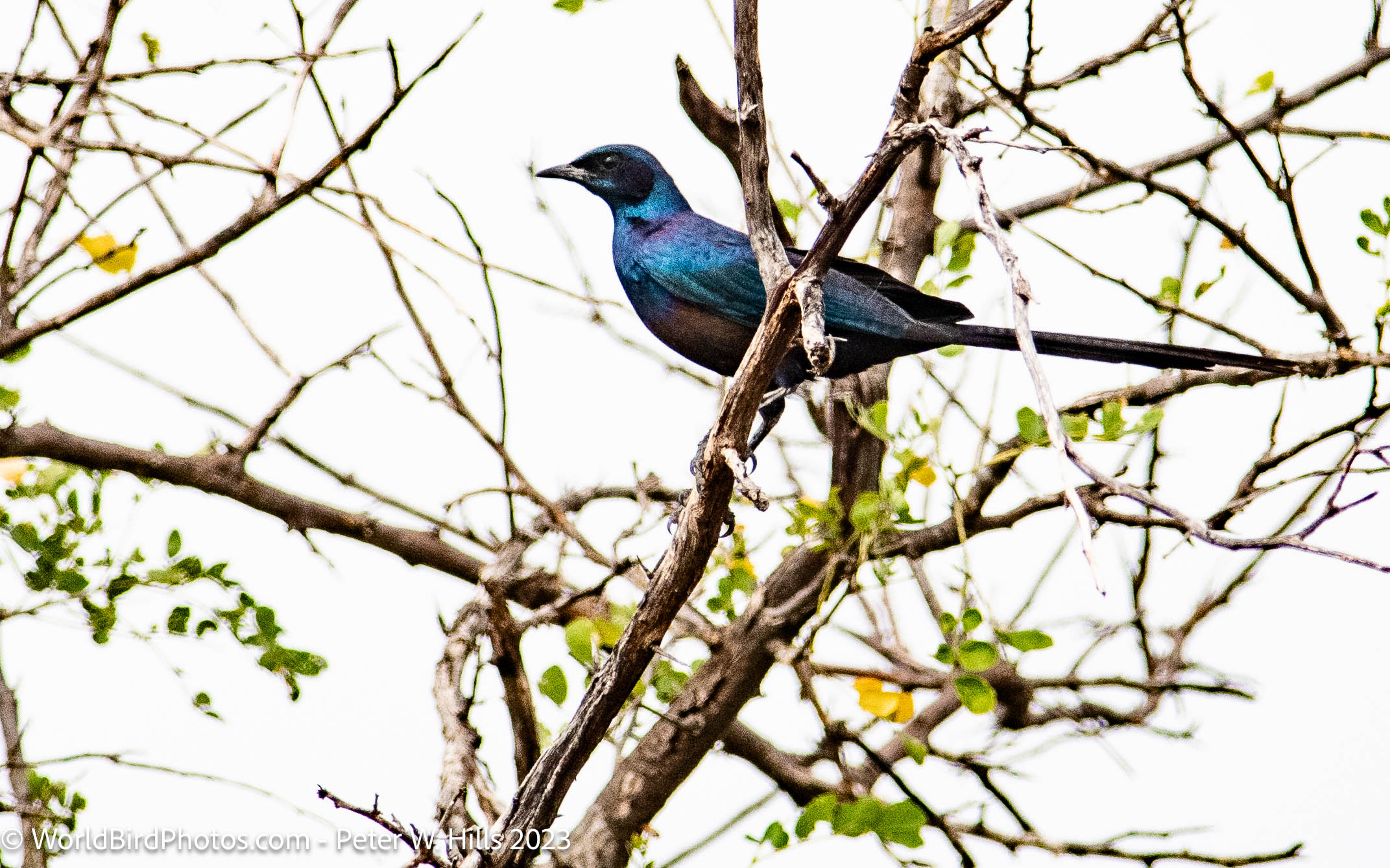 Starling Meves’s (Lamprotornis mevesii) – Southern Province, Zambia