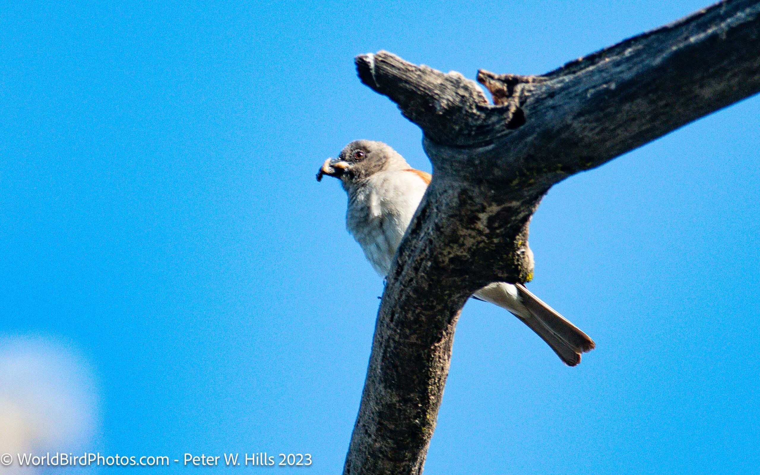 Sparrow Northern Grey-headed (Passer griseus) feeding – Copperbelt Province, Zambia