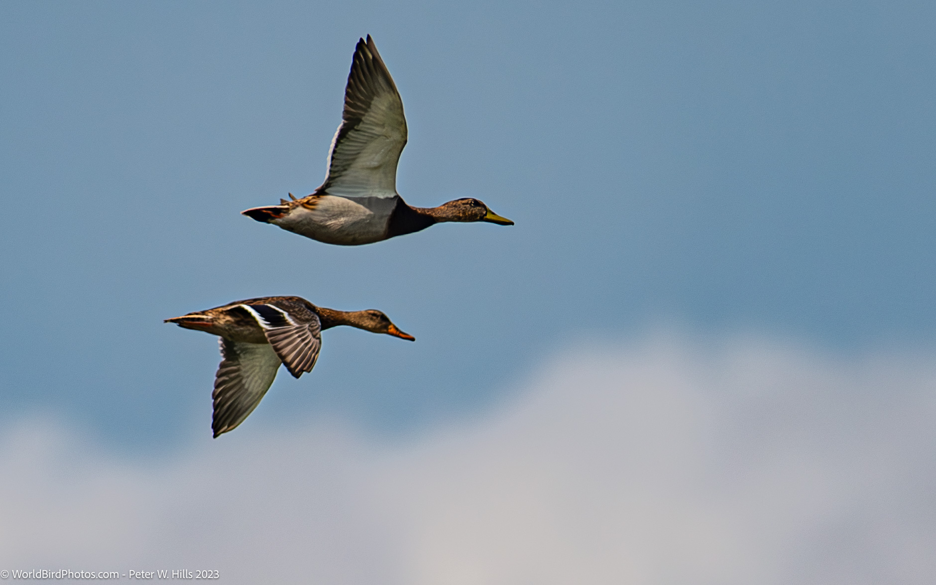 Duck Mallard (Anas platyrhynchos) females in flight – Girga, Egypt