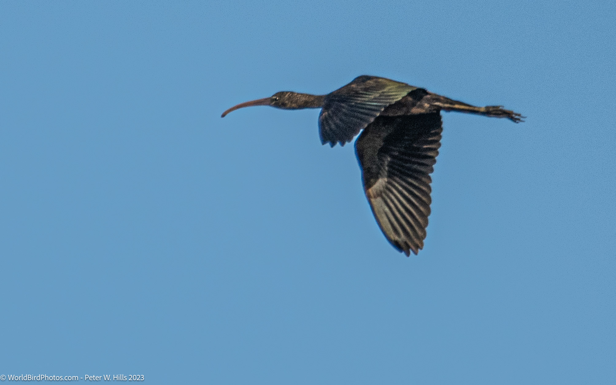 Ibis Glossy (Plegadis falcinellus) in flight – Beni Suef, Egypt