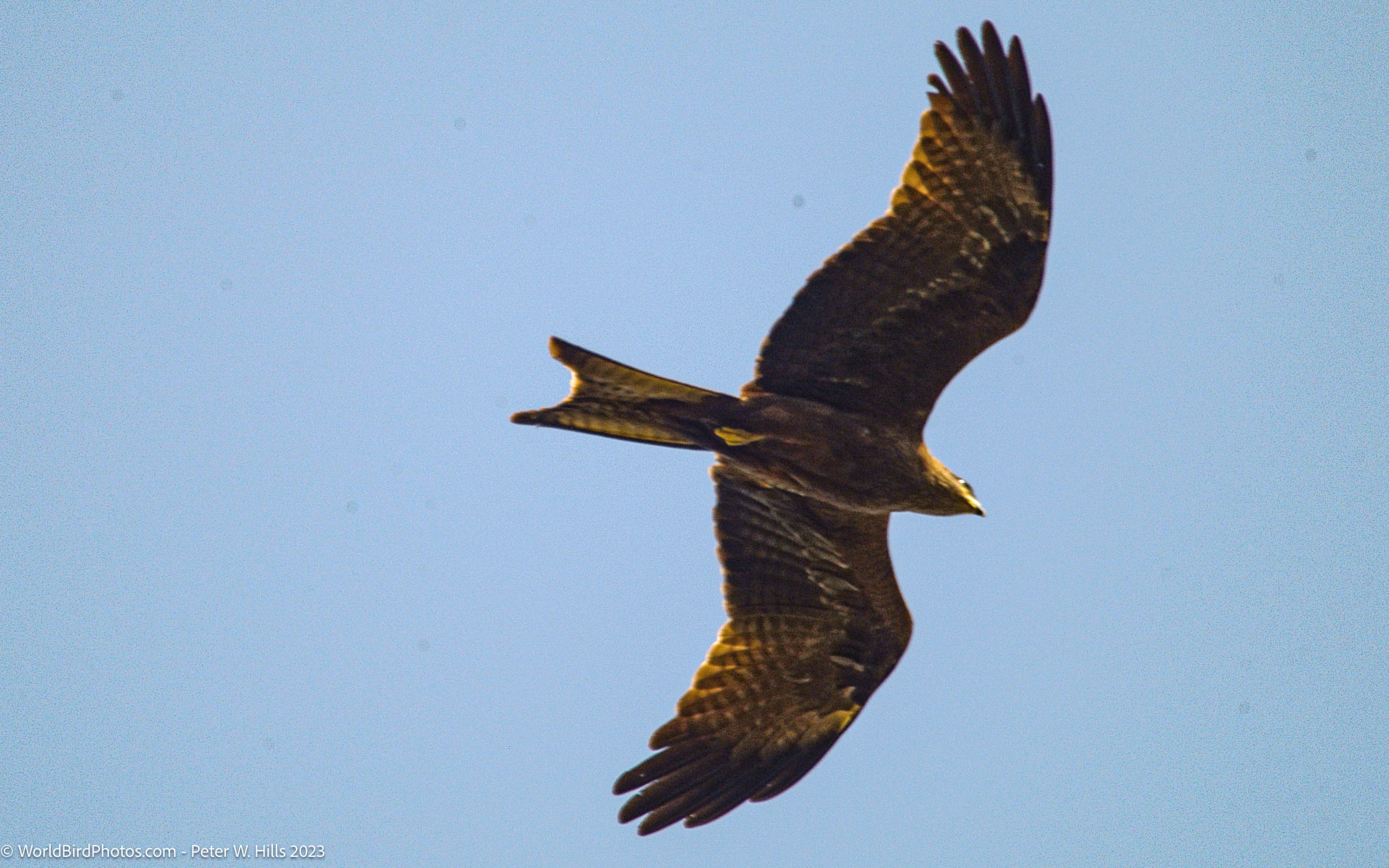 Kite Black (Milvus migrans Lineatus) in flight – Aswan, Egypt