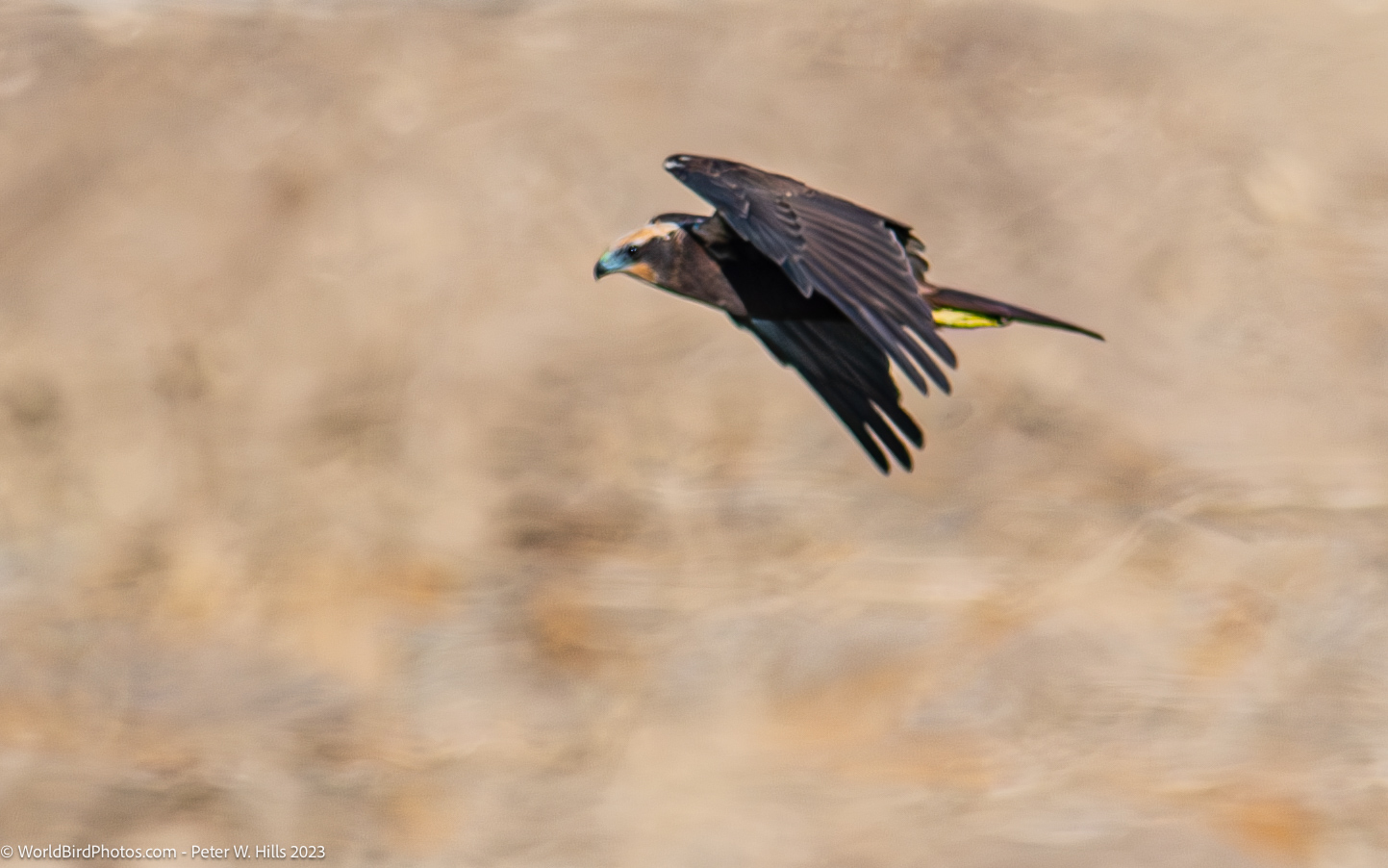 Harrier Western Marsh (Circus aeruginosus) female in flight – Asyut, Egypt