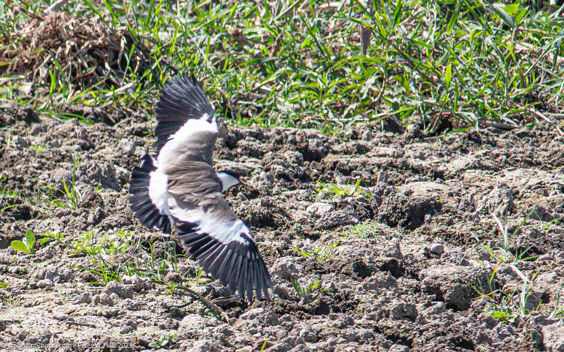 Lapwing Spurwing-winged (Vanellus spinosus) adult in flight – Ell Saff, Egypt