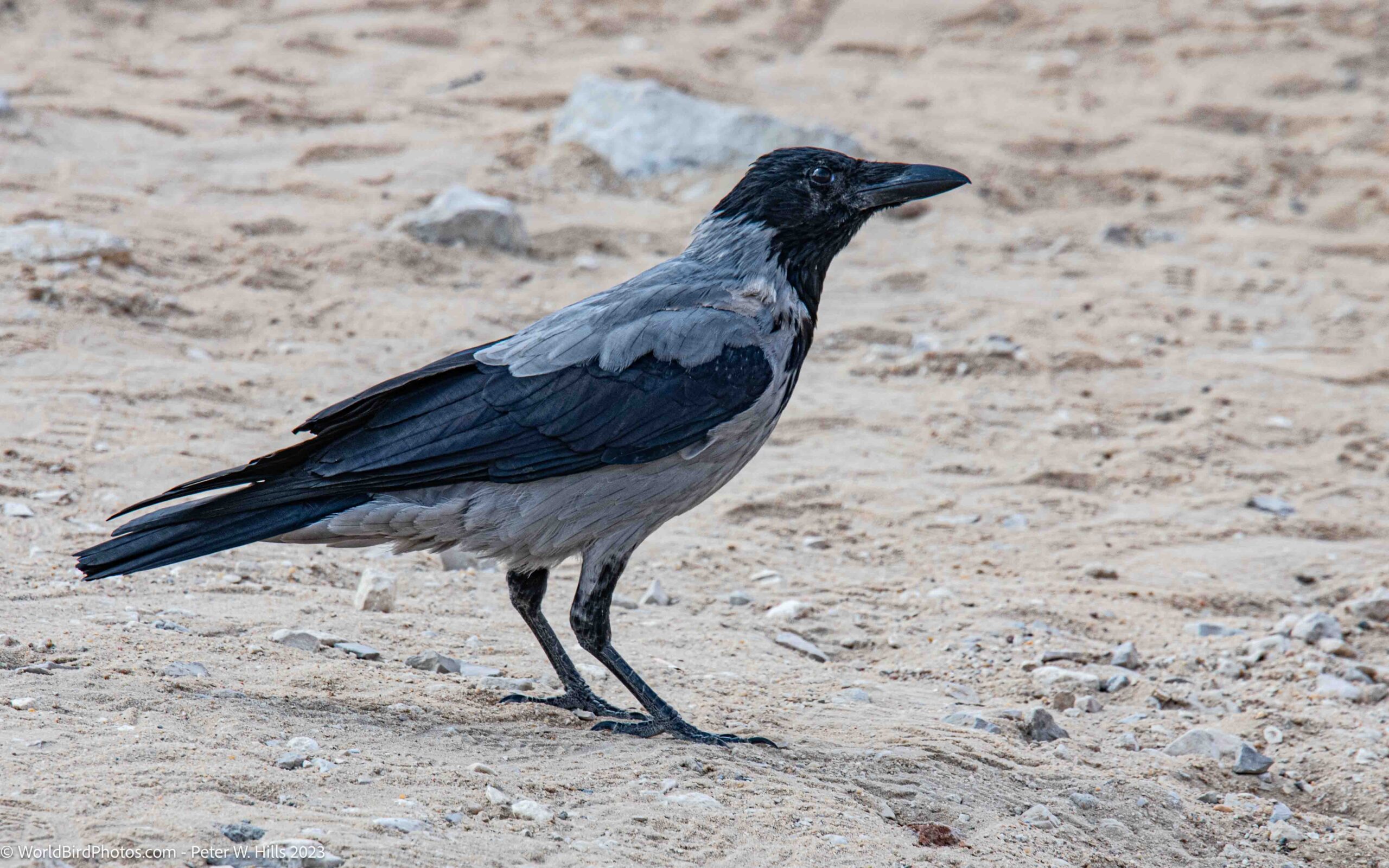 Crow Archives World Bird Photos