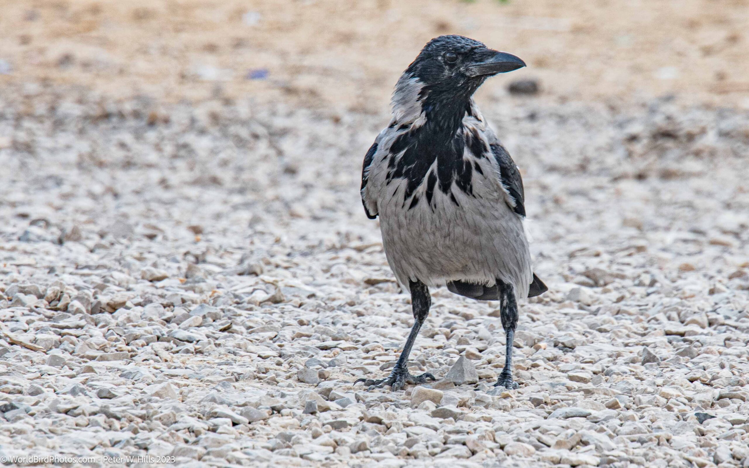 Crow Archives World Bird Photos