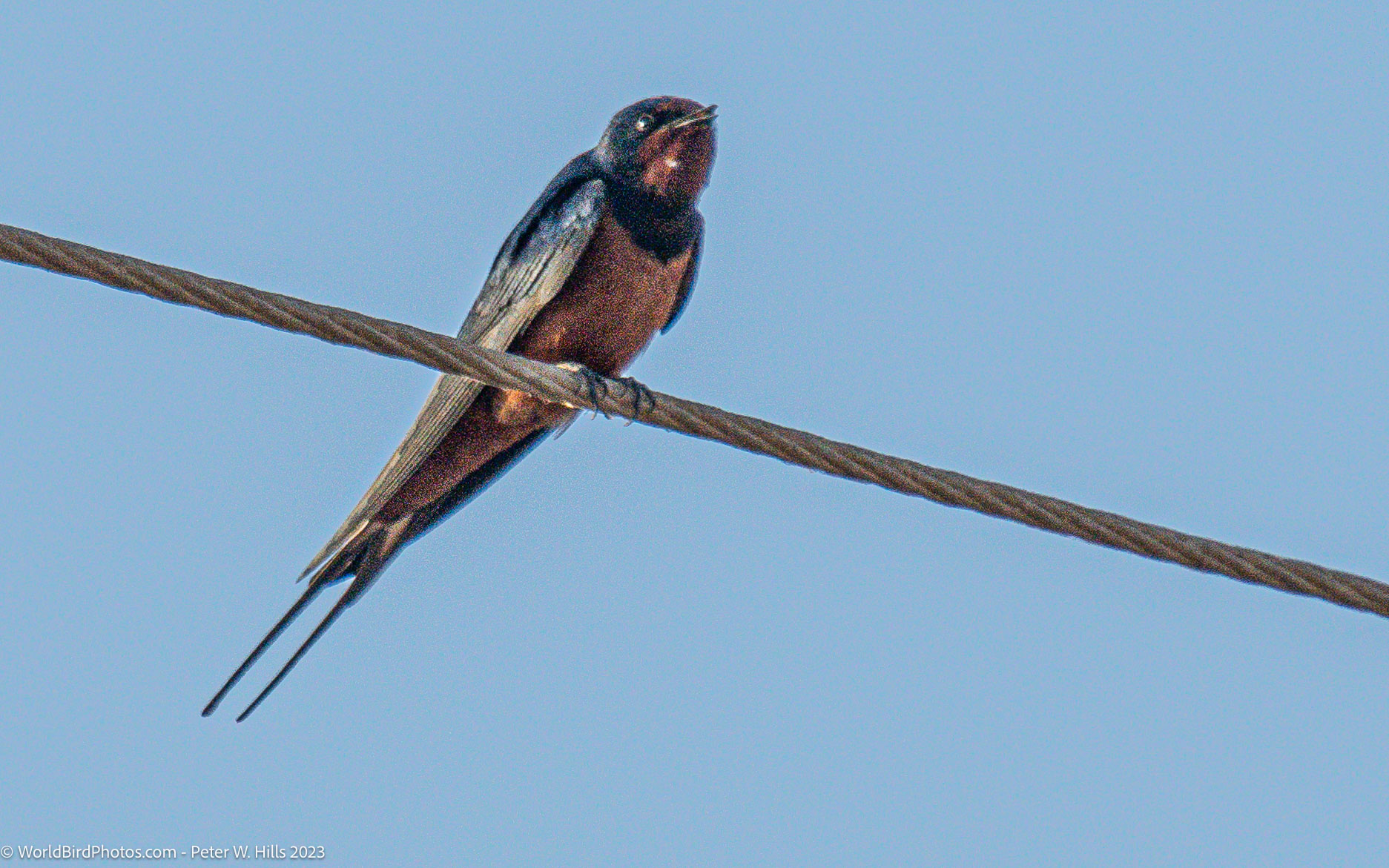 Swallow Barn Egypt (Hirundo rustica Savigni) in flight – Mallawi, Egypt
